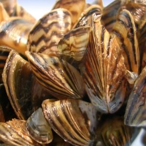 Meet your Posher, Lily